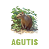 Agouti Agutis Aguti