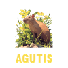 Agouti Agutis Aguti