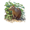 Agouti Agutis Aguti