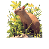 Agouti Agutis Aguti