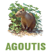 Agouti Agutis Aguti
