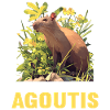 Agouti Agutis Aguti