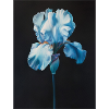 Poster Canvas Sng Iris 19