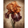 Poster Canvas Sng Iris 13