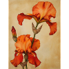 Poster Canvas Sng Iris 36