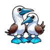 Fugl Blåfodet Booby Fugle Fugl Gave