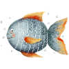 Sweet fish with bubbles