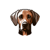 Rhodesian Ridgeback Girl Rhodesian Ridgebacks