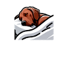 Rhodesian Ridgeback Hund Rhodesian Ridgebacks