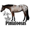 Pintaloosa Westernpferd