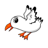 Seagull Bird