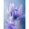Poster ICM Flower 13