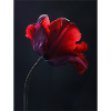 Poster Red Beauty 2