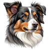 Australian Shepherd Head