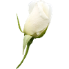 fleur blanche rose blanche