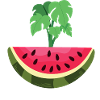 THIS IS NOT A WATERMELON