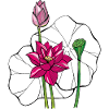 Seerose