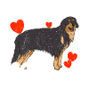 Hovawart Dog Hovawart Dogs