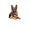 Ears Up Armed Police System