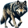 Loup