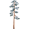 tall tree with snow