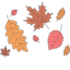 Fall - Herbst