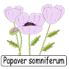 Papaver somniferum