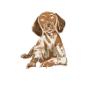 German Shorthaired Pointer Dog