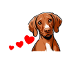 Viszla Dog Viszla Dogs