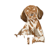 German Shorthaired Pointer Dog