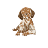 Deutsch Kurzhaar