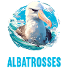 Albatross Albatrosse Albatros