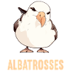 Albatross Albatrosse Albatros