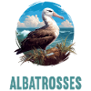 Albatross Albatrosse Albatros