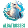 Albatross Albatrosse Albatros