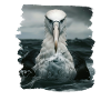 Albatross Albatrosse Albatros