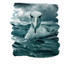 Albatross Albatrosse Albatros