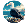 Albatross Albatrosses Albatross