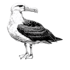 Albatross Albatrosse Albatros