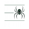 Pet Spider, Tarantula, Spider Lover