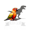 Sun conure