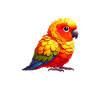 Sun conure