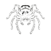 Pet Spider, Tarantula, Spider Lover