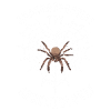Pet Spider, Tarantula, Spider Lover