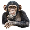 Chimpanzé