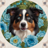 Blauäugiger Australian Shepherd