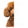 Poodle Girl Gift