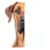 Cadeau rhodésien Ridgeback