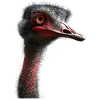 Ostrich