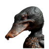 Ornithorynque